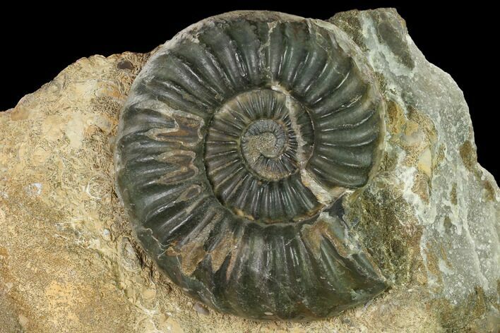 Ammonite (Aegasteroceras) Fossil - England #171247